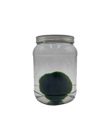 Pianta Marimo Cladophora in boccaccio