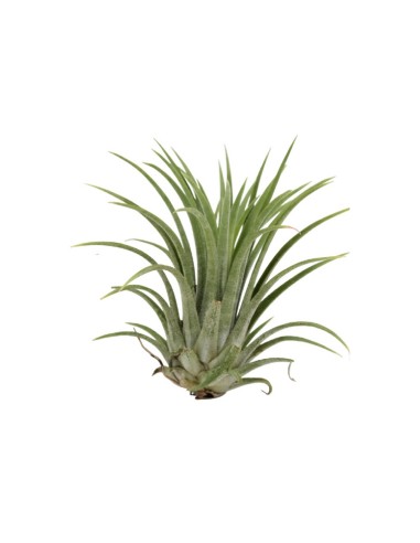 Piante Tillandsia Ionantha