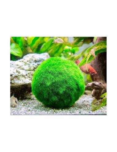 Cladophora aegagropila 1-2 cm BABY MARIMO - La Mangrovia - Shop Online