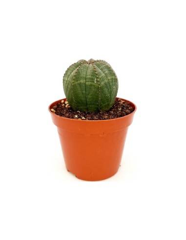 Giromagi Euphorbia Obesa vaso diametro 6,5 cm