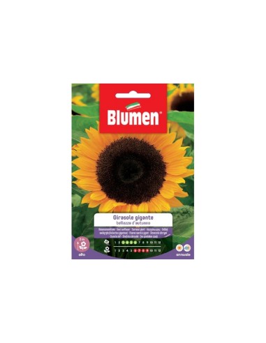 Blumen semi Girasole Gigante