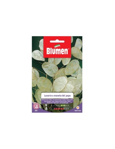 Blumen semi Lunaria o Moneta del Papa